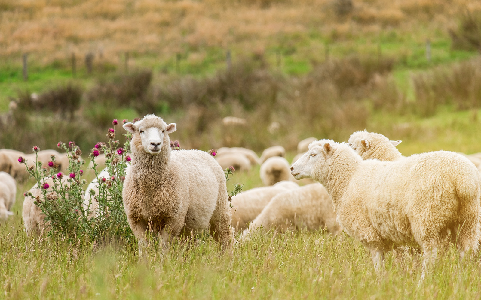 Ovis Farm | Damızlık Seçiminde Bazı Önemli Noktalara Dikkat Edilmelidir