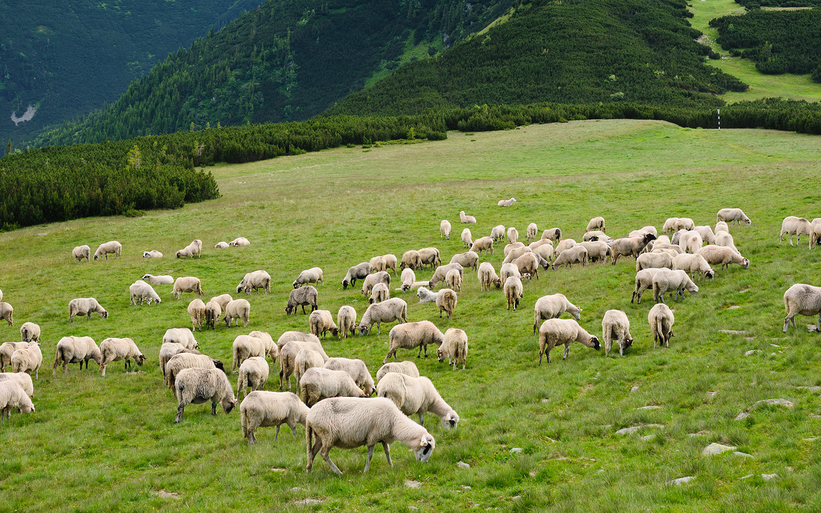 Ovis Farm | Kaliteli Damızlık Ve Kuzu Satışı İçin Lütfen İletişime Geçiniz